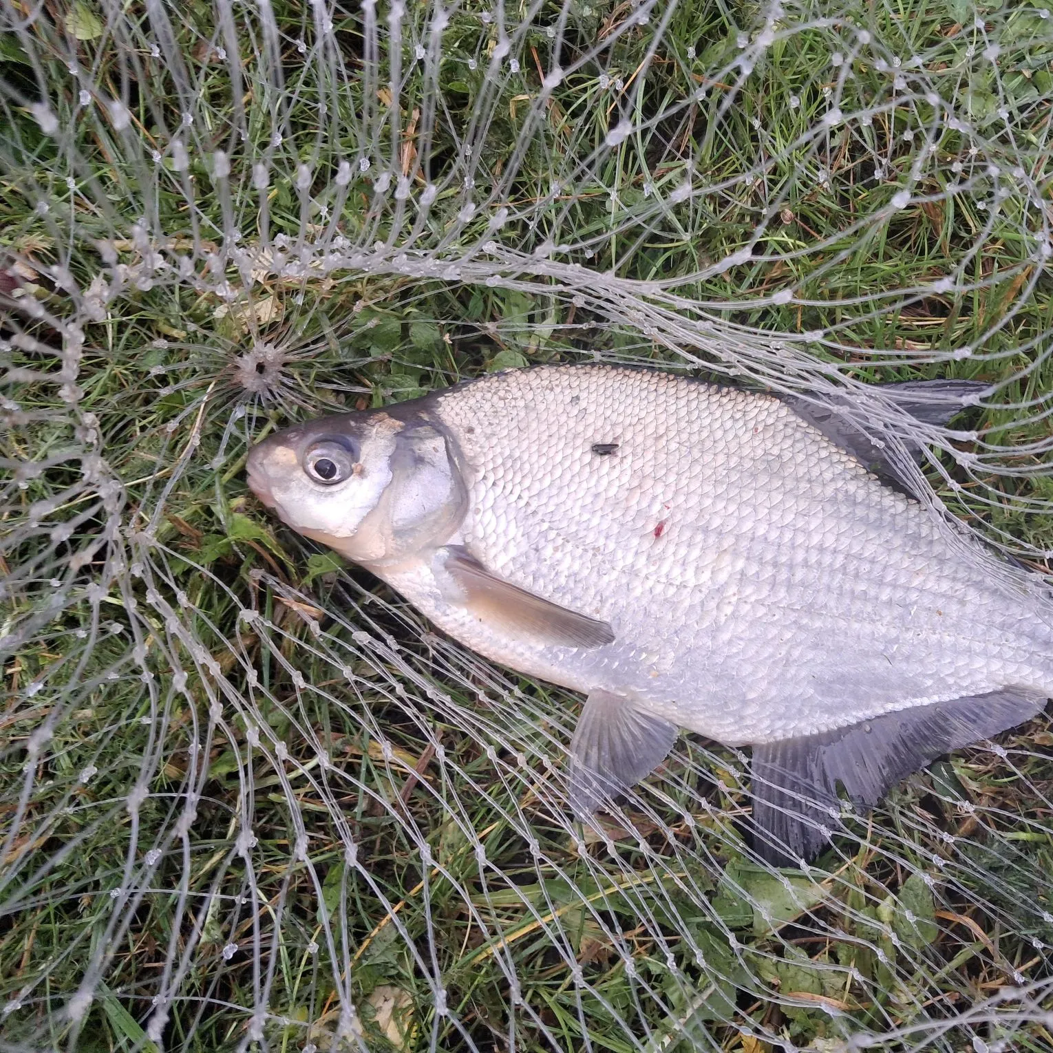 Common bream caught on Fishbrain