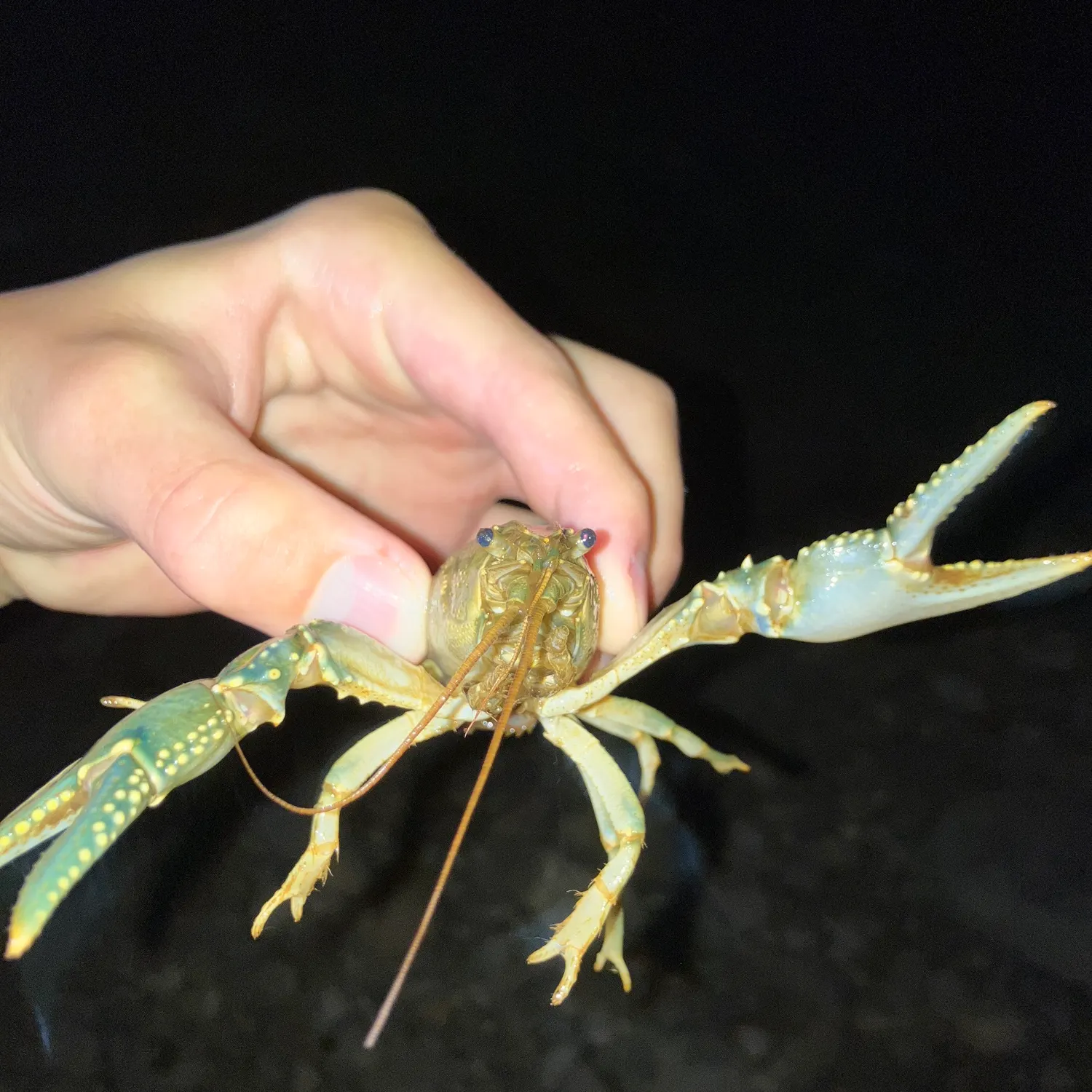 Signal crayfish caught on Fishbrain