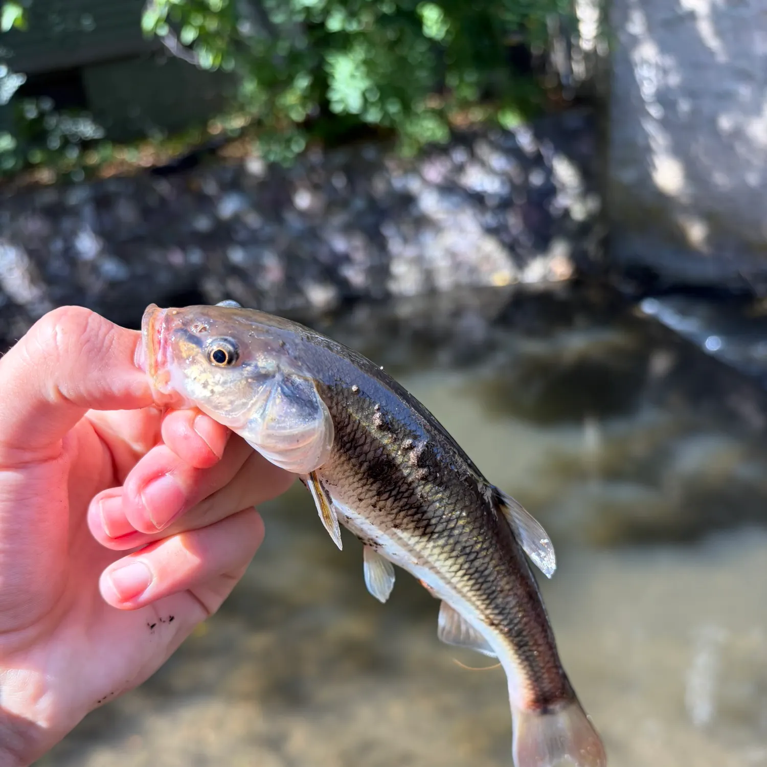 Creek chub caught on Fishbrain