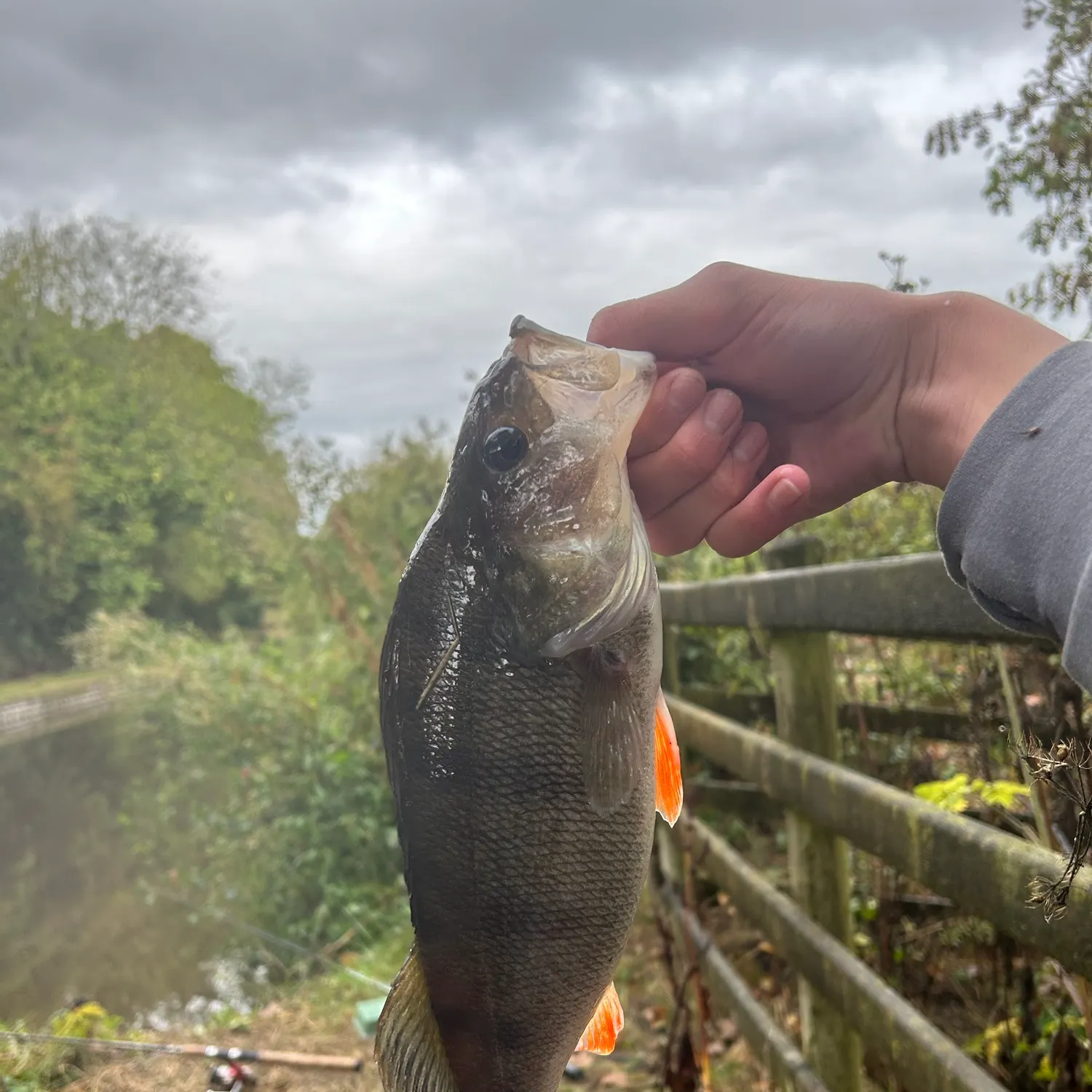 European perch caught on Fishbrain