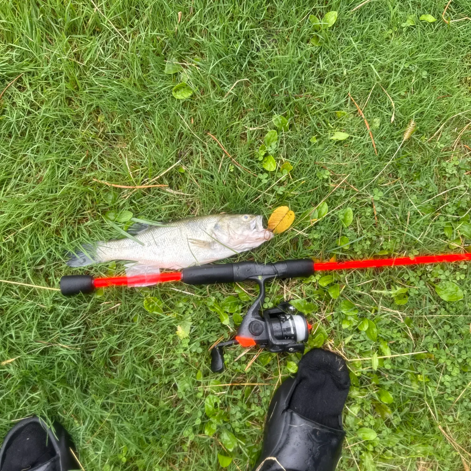 Smallmouth bass caught on Fishbrain