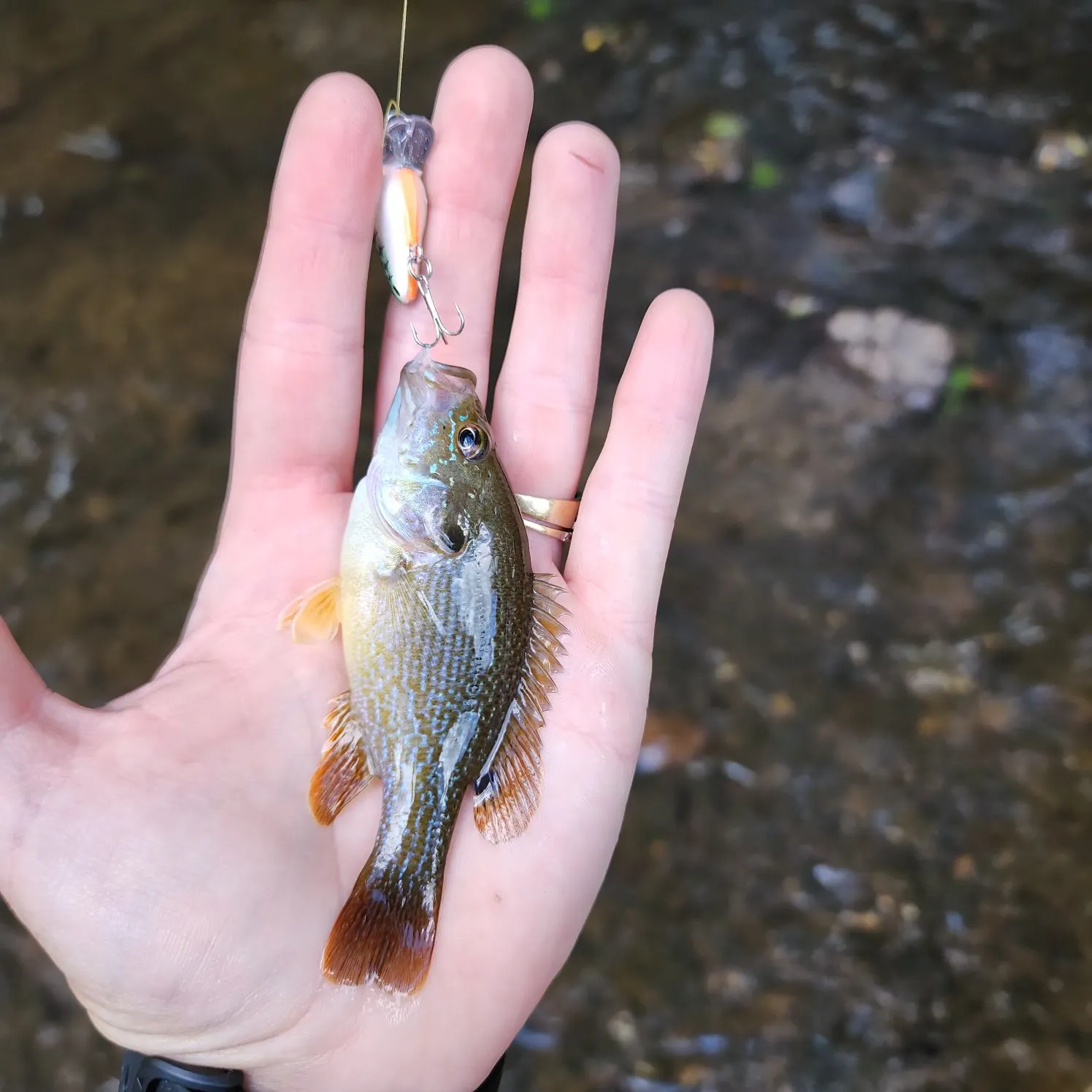Green sunfish caught on Fishbrain
