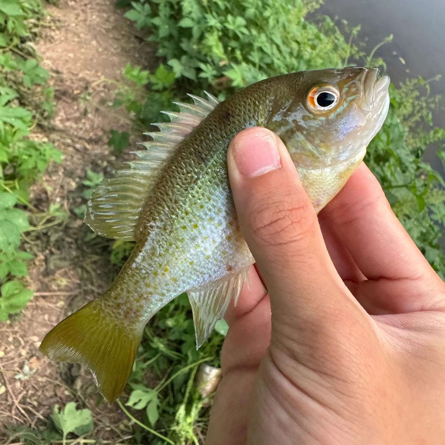 Redbreast sunfish caught on Fishbrain