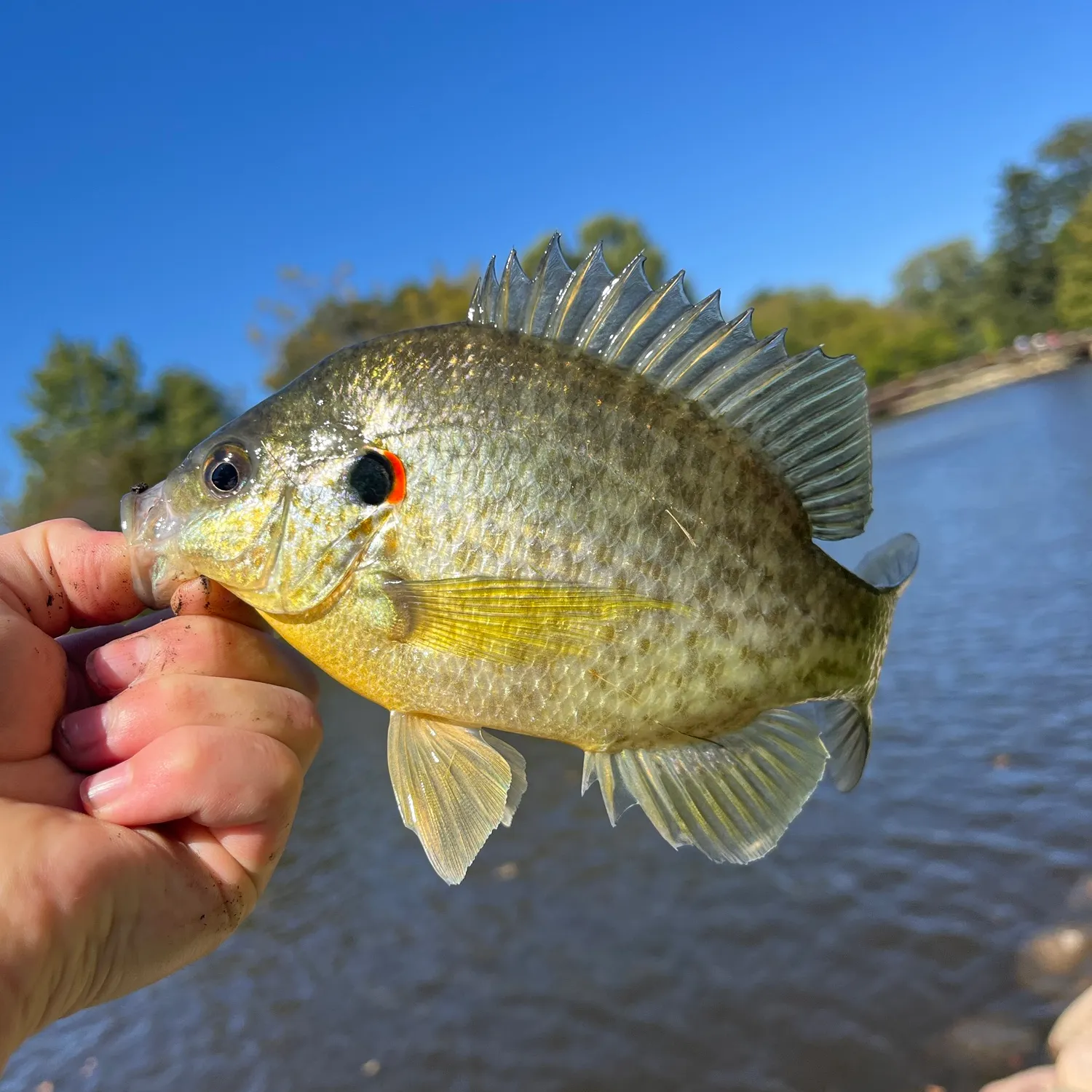 Redear sunfish caught on Fishbrain