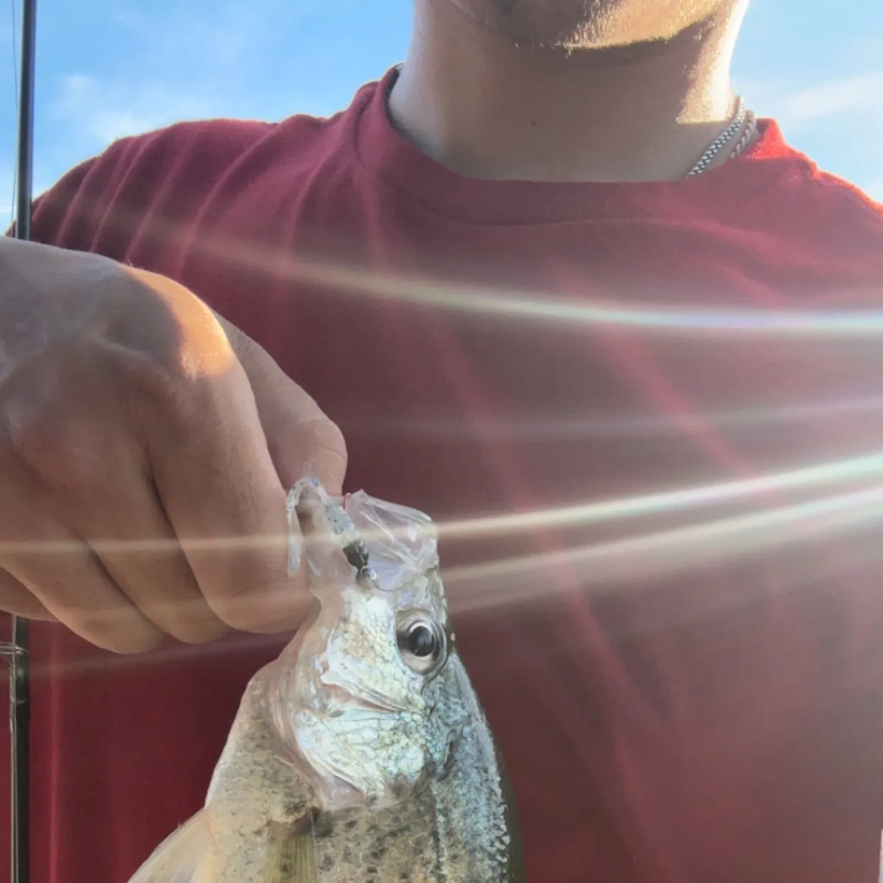 Black crappie caught on Fishbrain