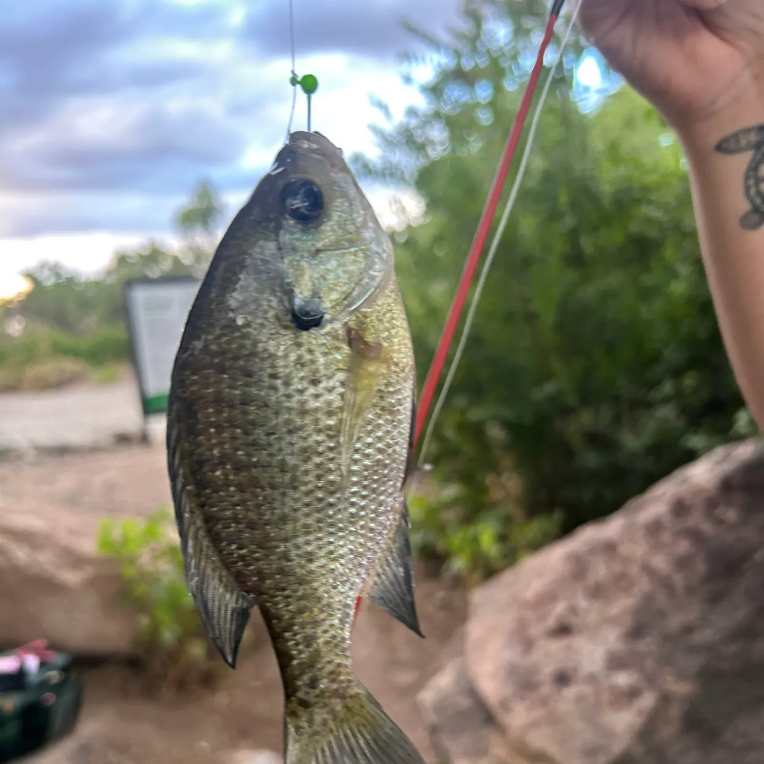 catch