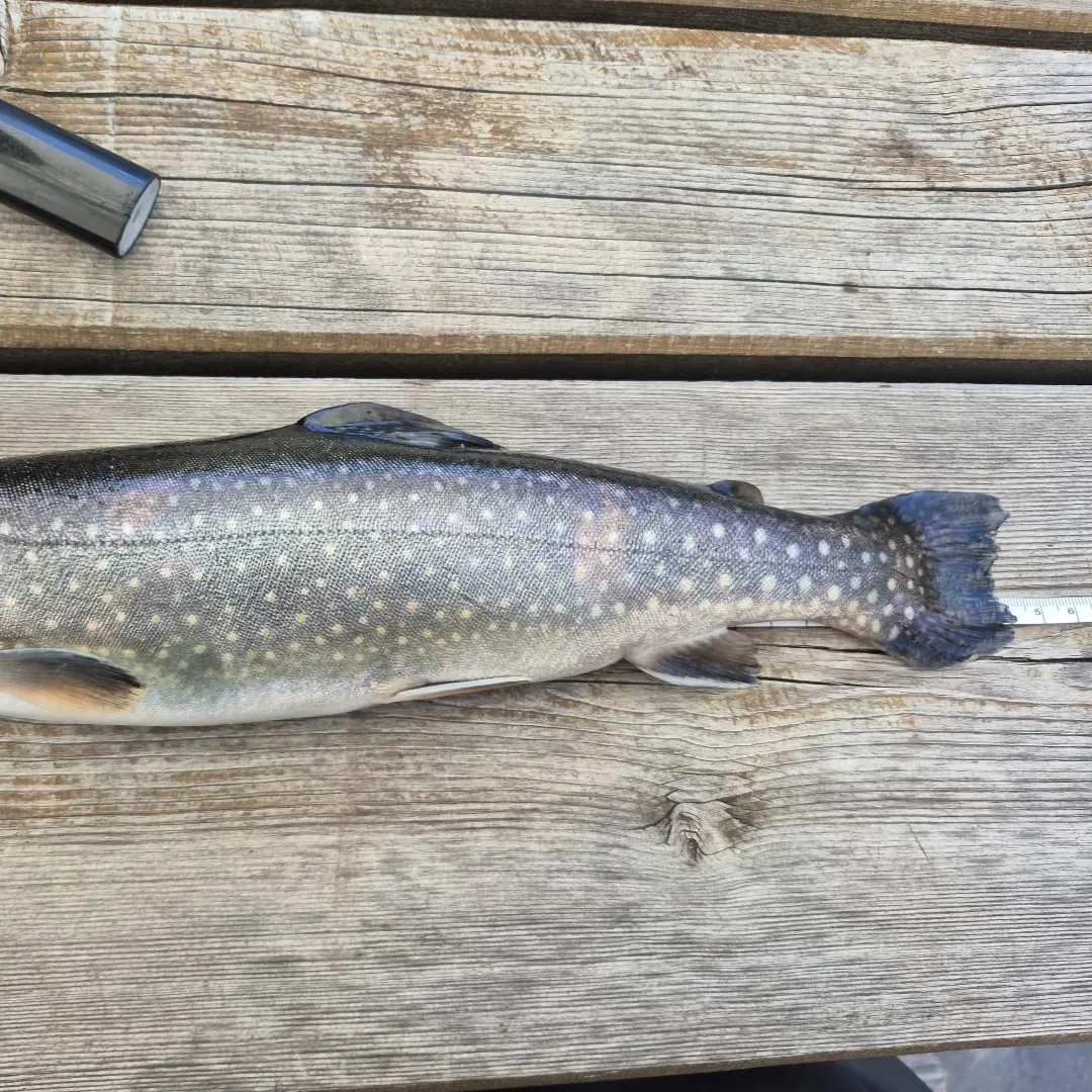 The most recent Whitespotted char catches on Fishbrain