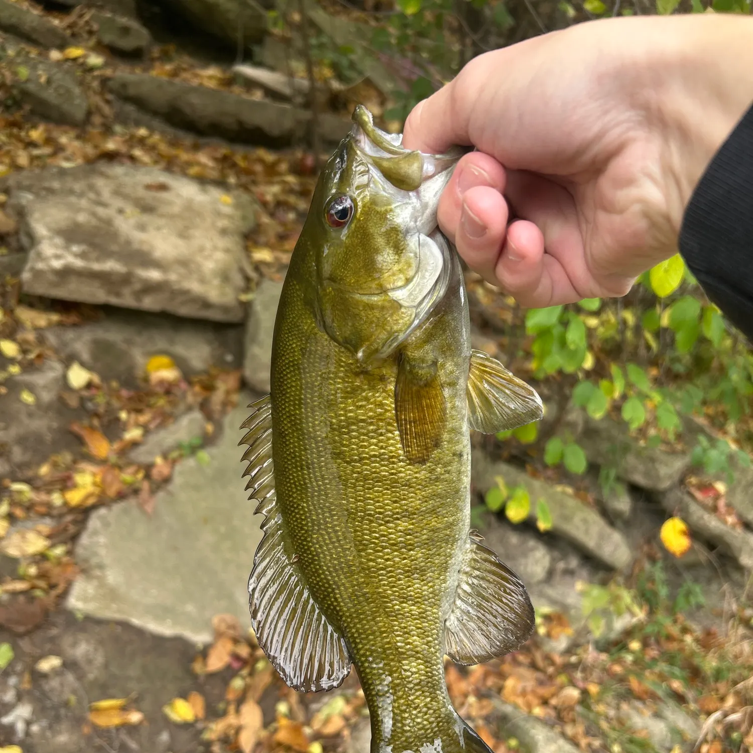 Smallmouth bass caught on Fishbrain