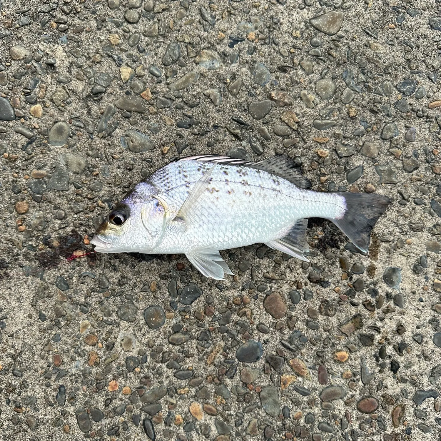 The most recent Javelin grunter catches on Fishbrain