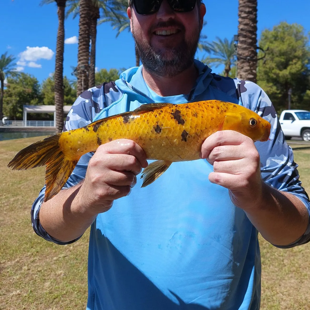 The most recent Koi carp catches on Fishbrain