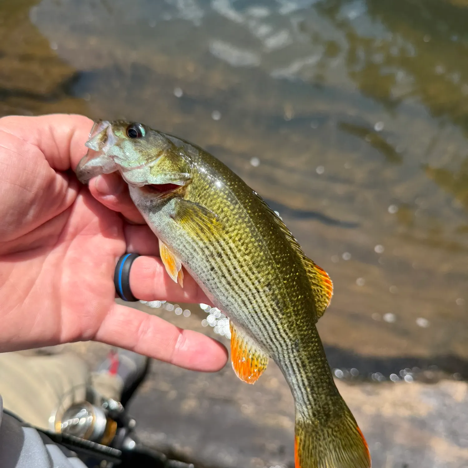 The most recent Chattahoochee bass catches on Fishbrain