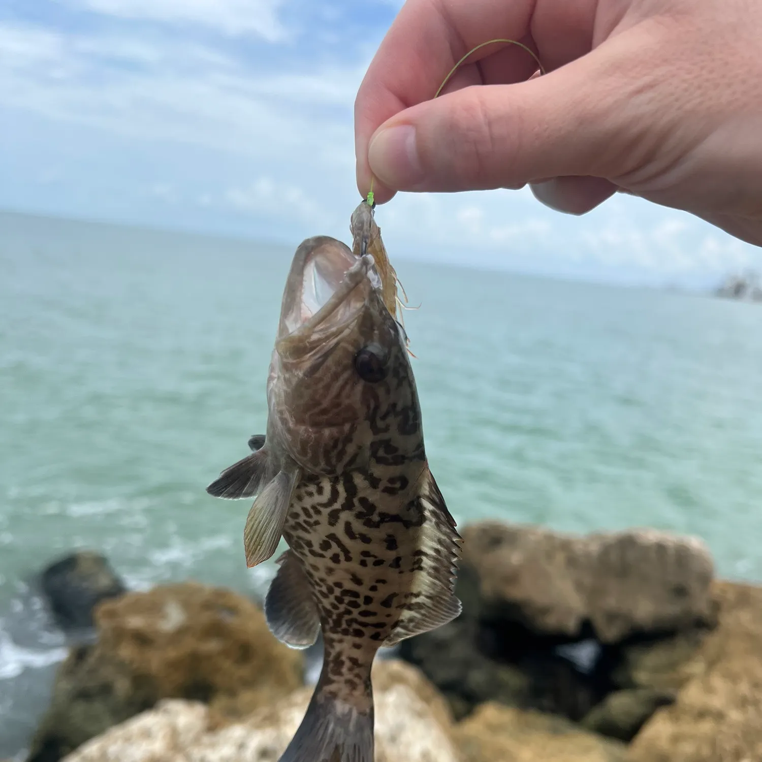 The most recent Brown-marbled grouper catches on Fishbrain
