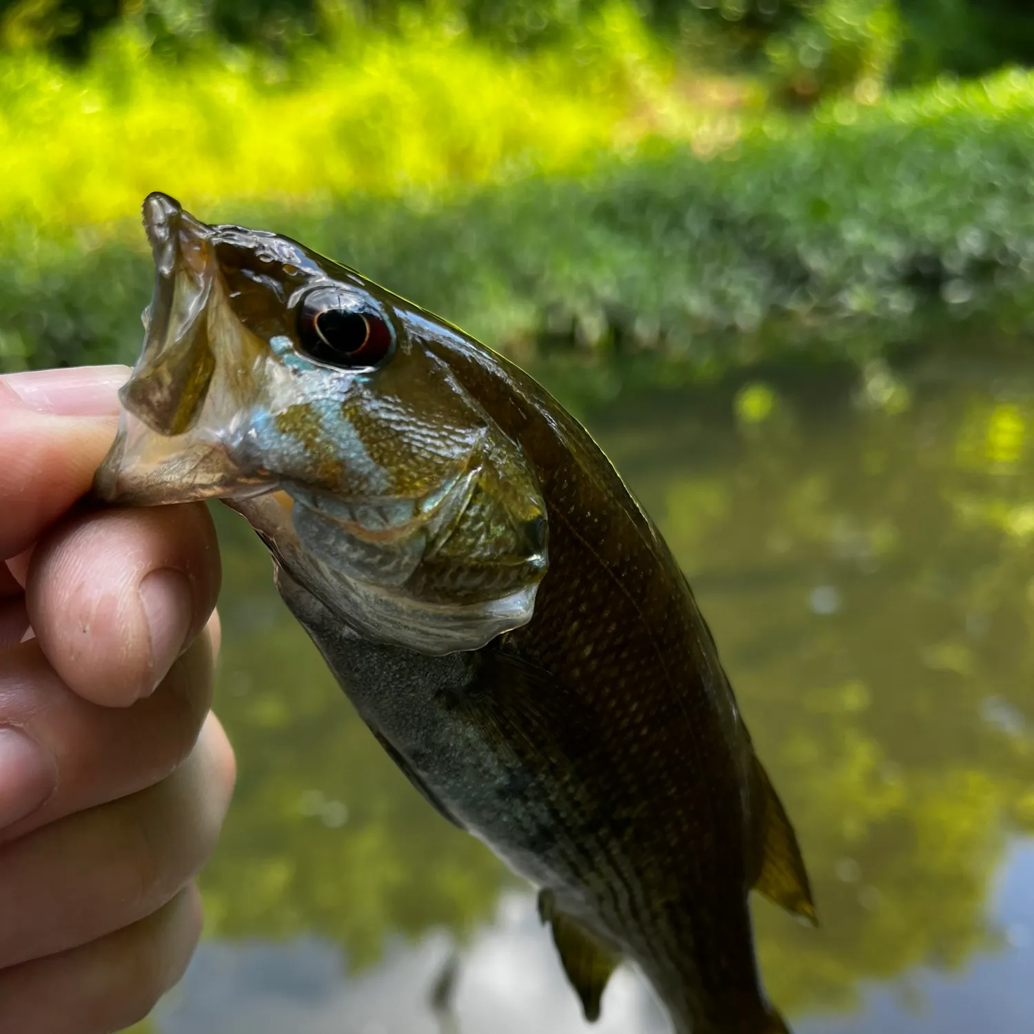 The most recent Cahaba bass catches on Fishbrain