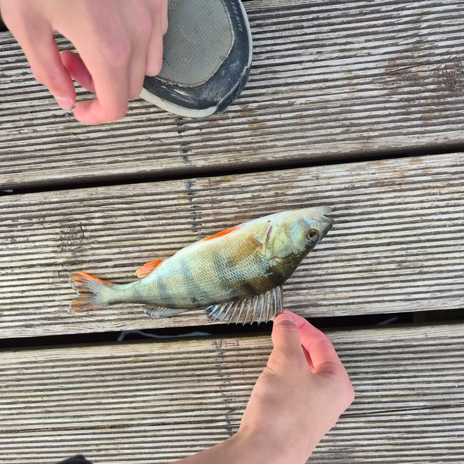 European perch caught on Fishbrain