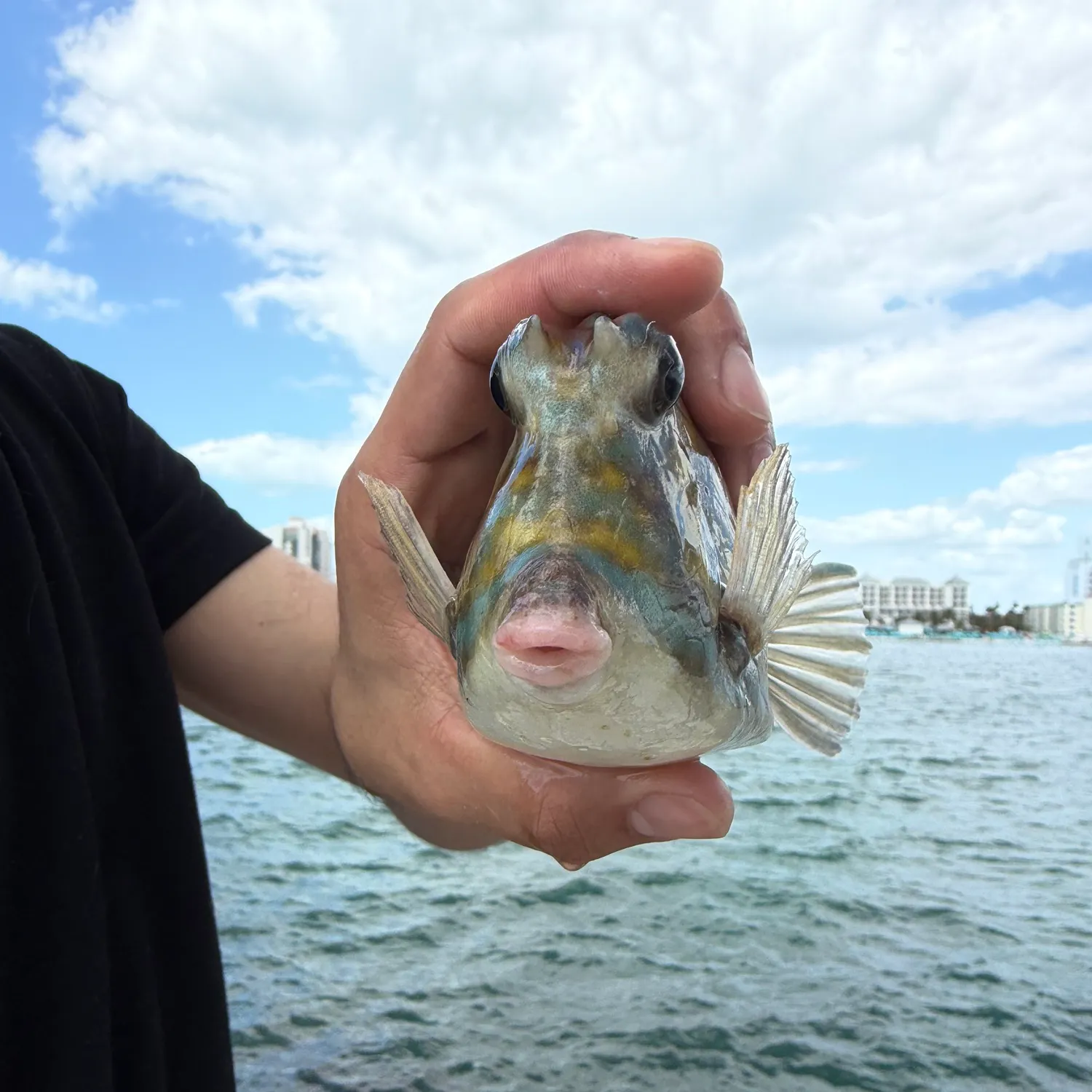 The most recent Shortnose boxfish catches on Fishbrain