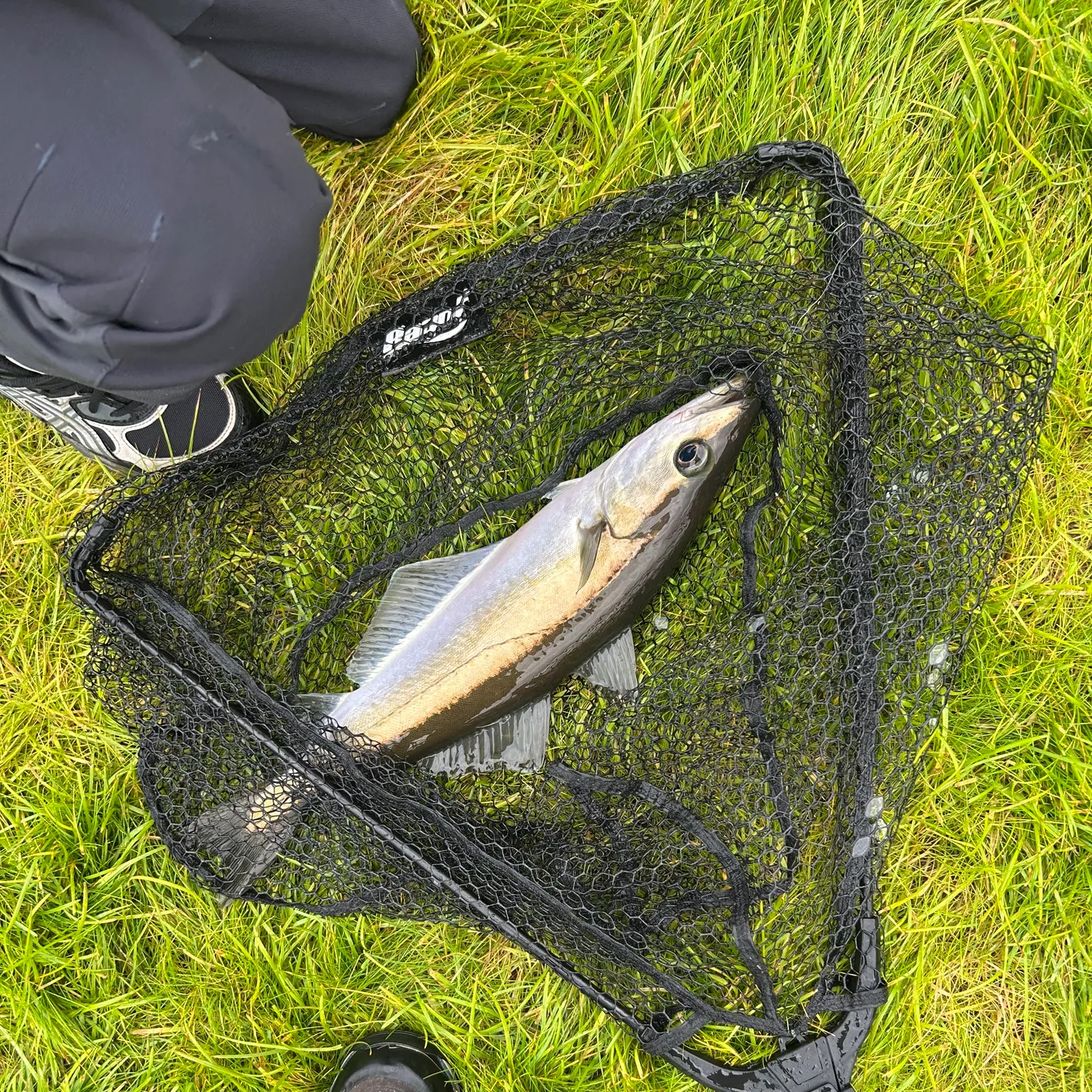 Pollack caught on Fishbrain