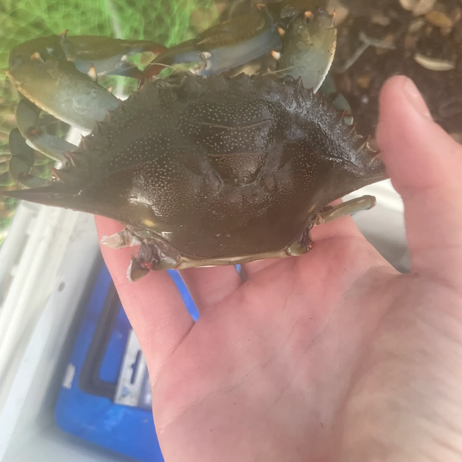The most recent Blue crab catches on Fishbrain