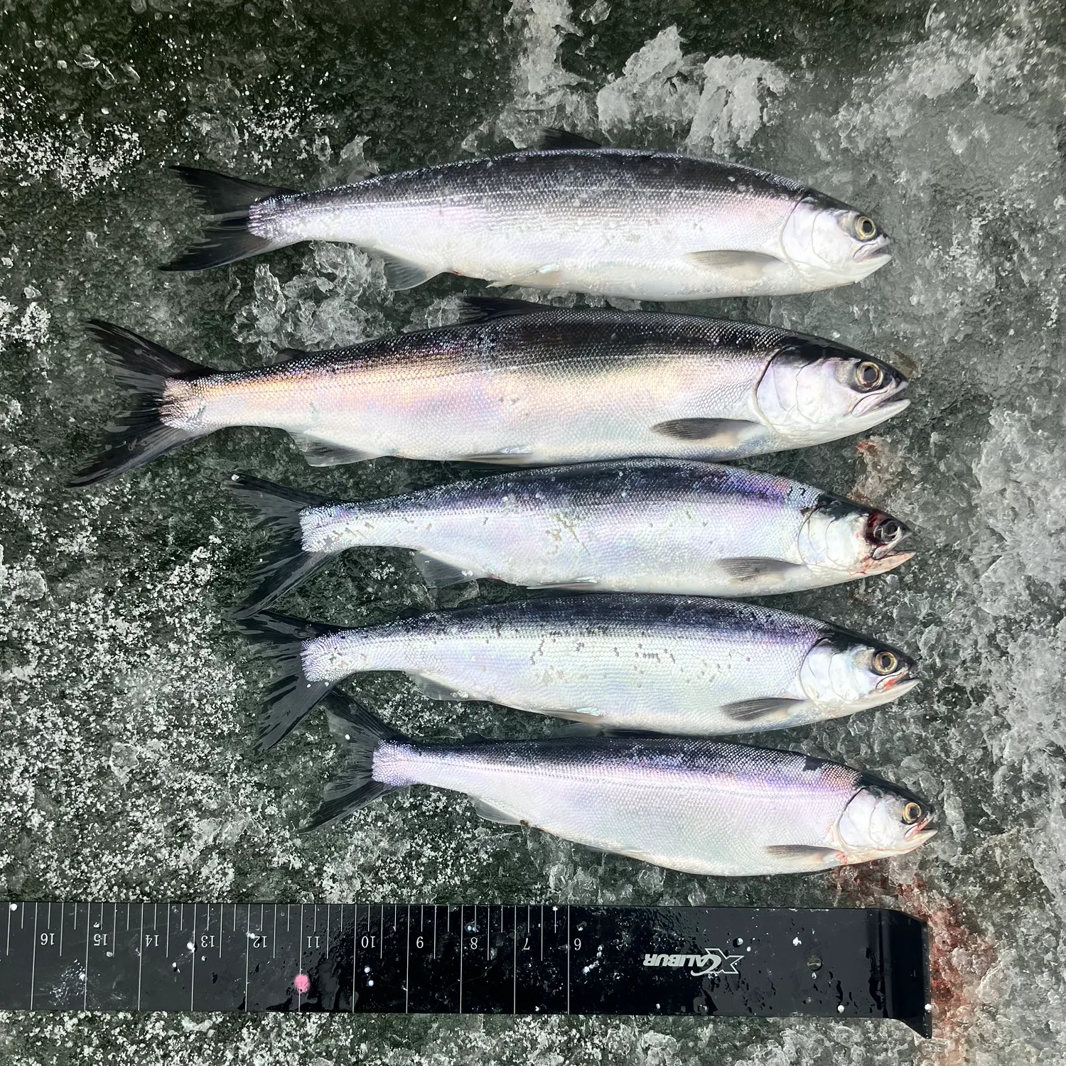 recently logged catches