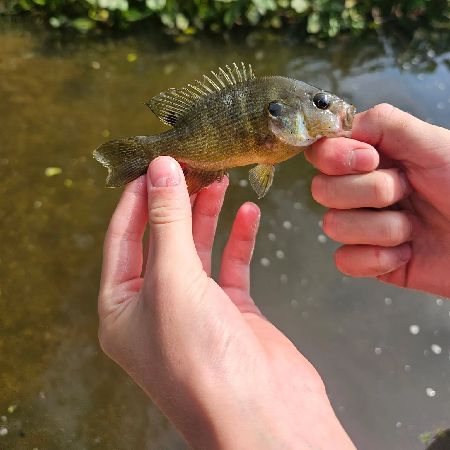 Green sunfish caught on Fishbrain