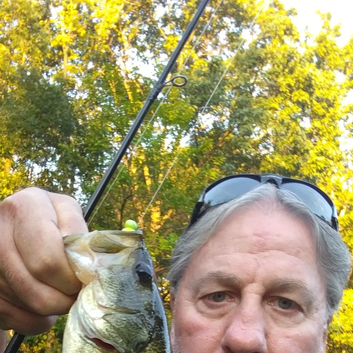 Largemouth bass caught on Fishbrain