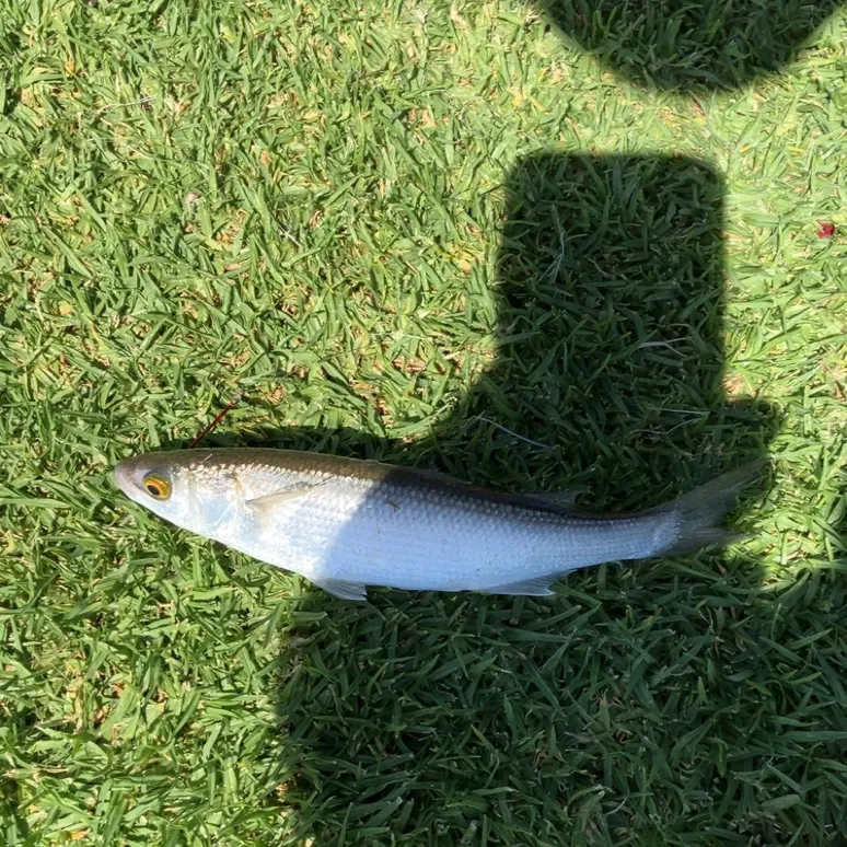 Yellow-eye mullet caught on Fishbrain