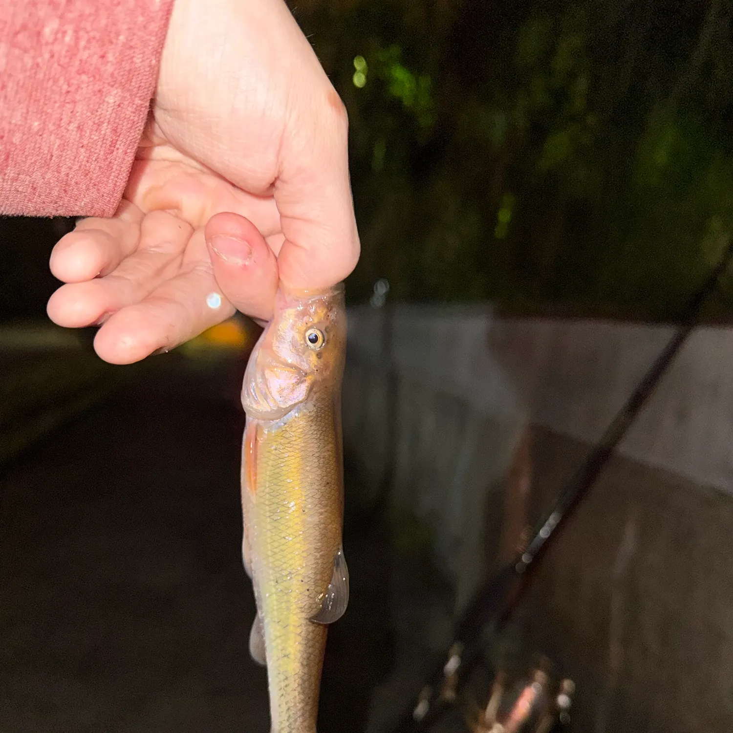 Creek chub caught on Fishbrain