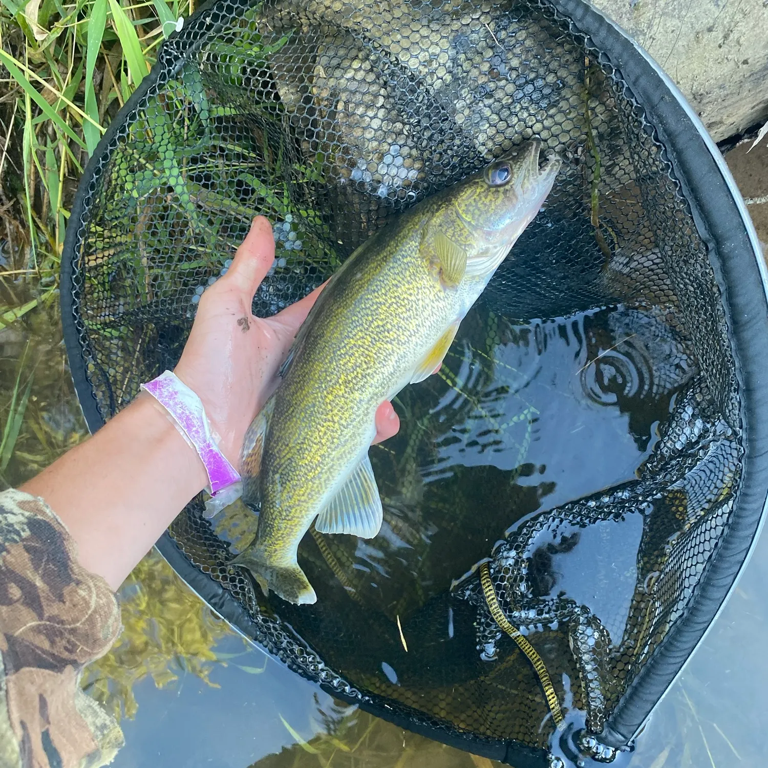 Walleye caught on Fishbrain