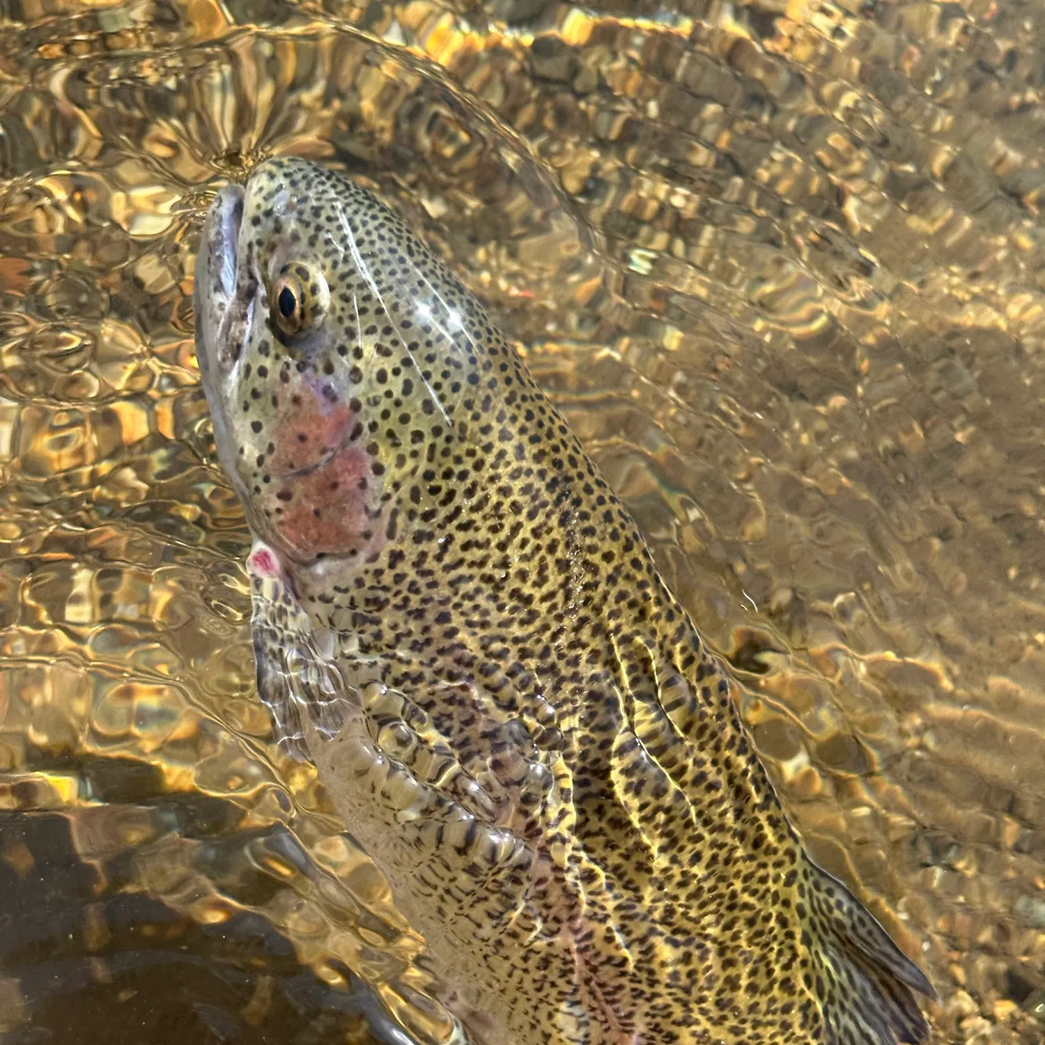 Rainbow trout caught on Fishbrain
