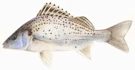 Smallspotted grunter