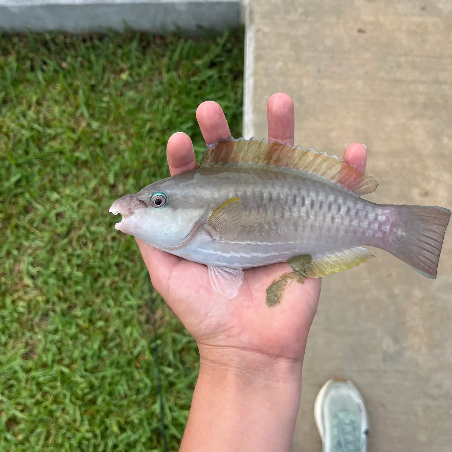 The most recent Striped parrotfish catches on Fishbrain