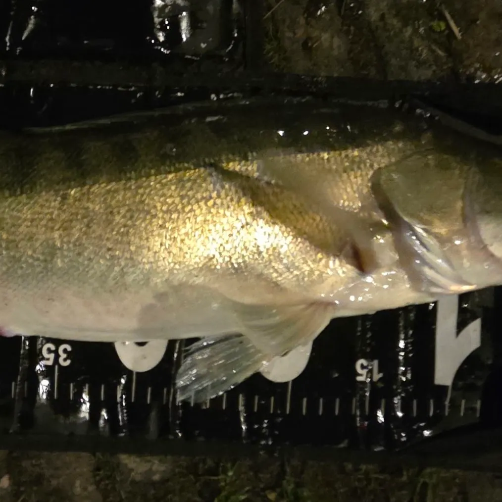 Zander caught on Fishbrain
