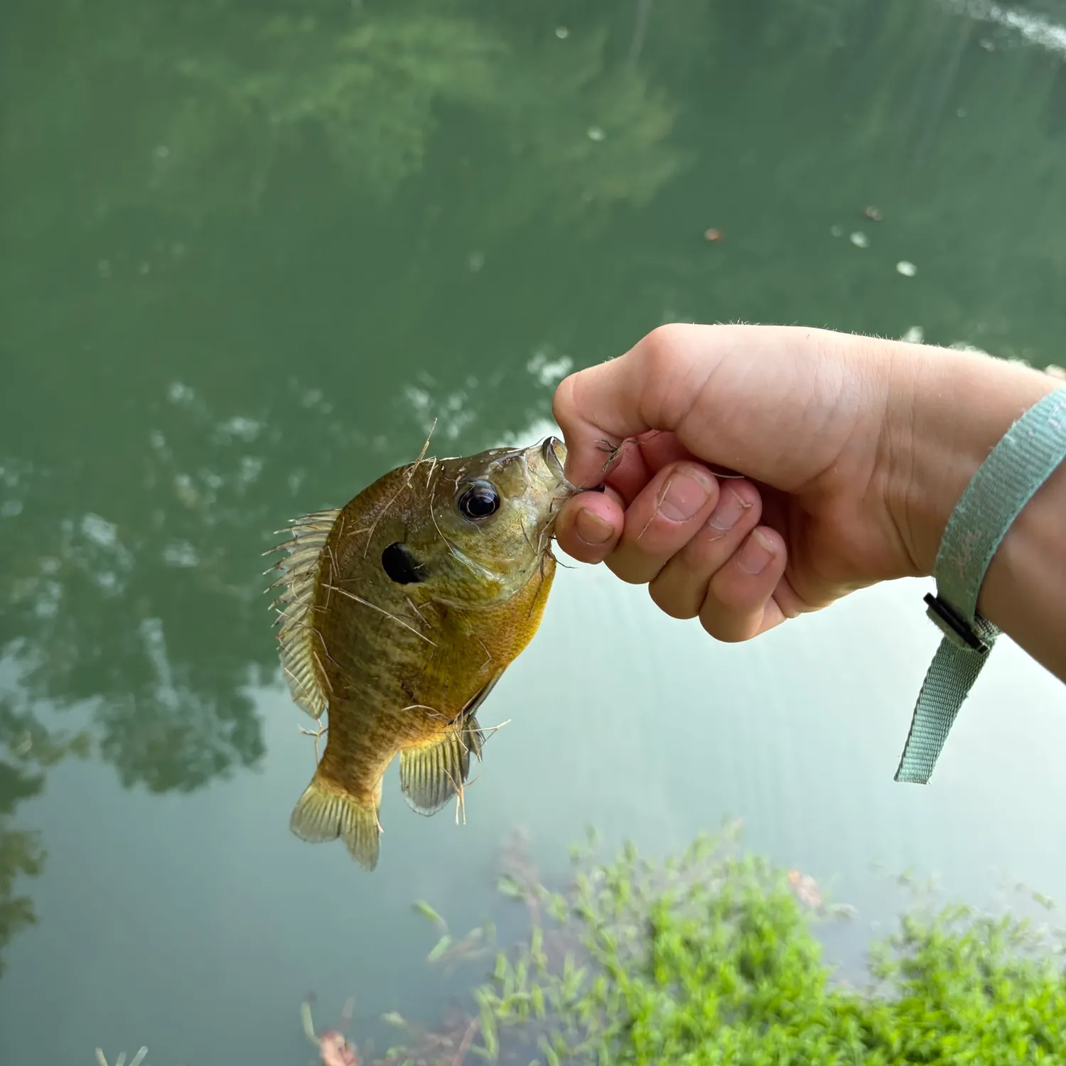 Bluegill caught on Fishbrain