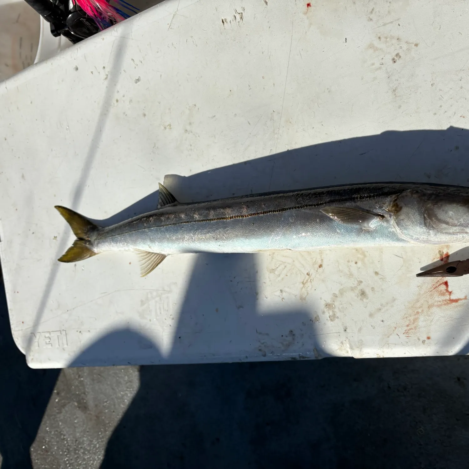 Pacific barracuda caught on Fishbrain