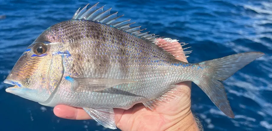 Littlehead Porgy