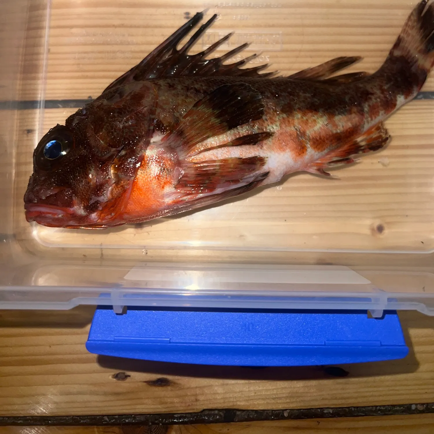The most recent Red gurnard perch catches on Fishbrain