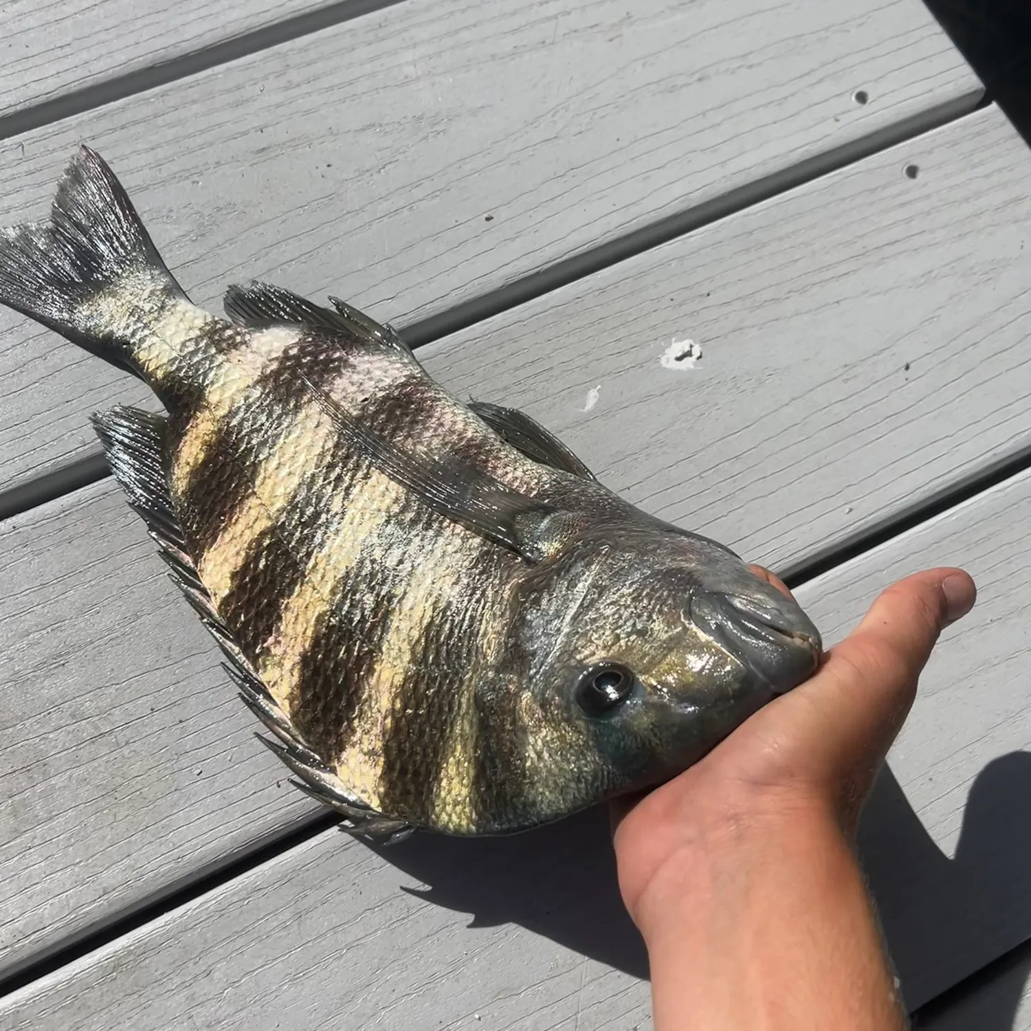 The most recent Sheepshead catches on Fishbrain