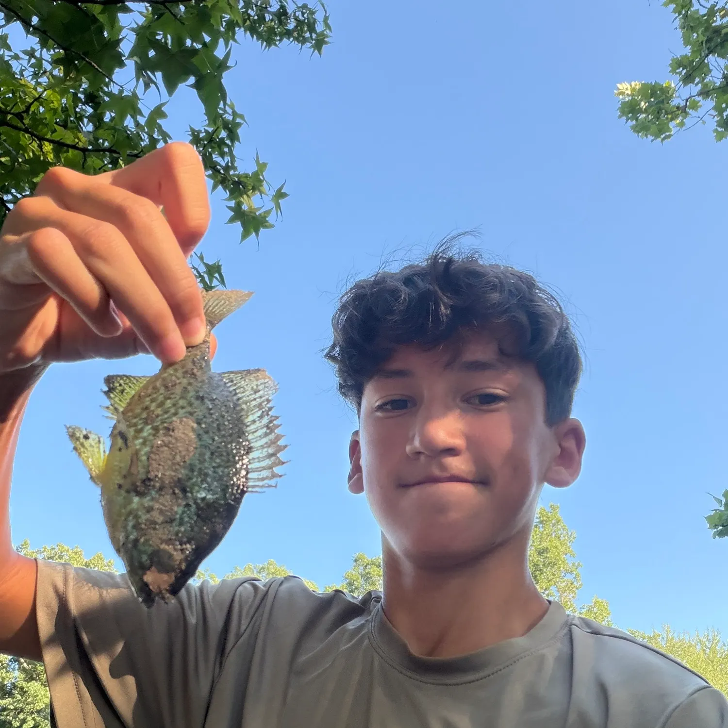 Pumpkinseed caught on Fishbrain