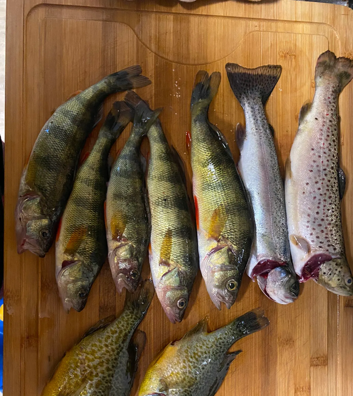 recently logged catches