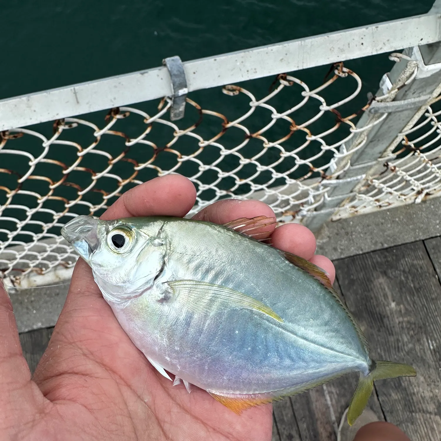 The most recent Atlantic bumper catches on Fishbrain