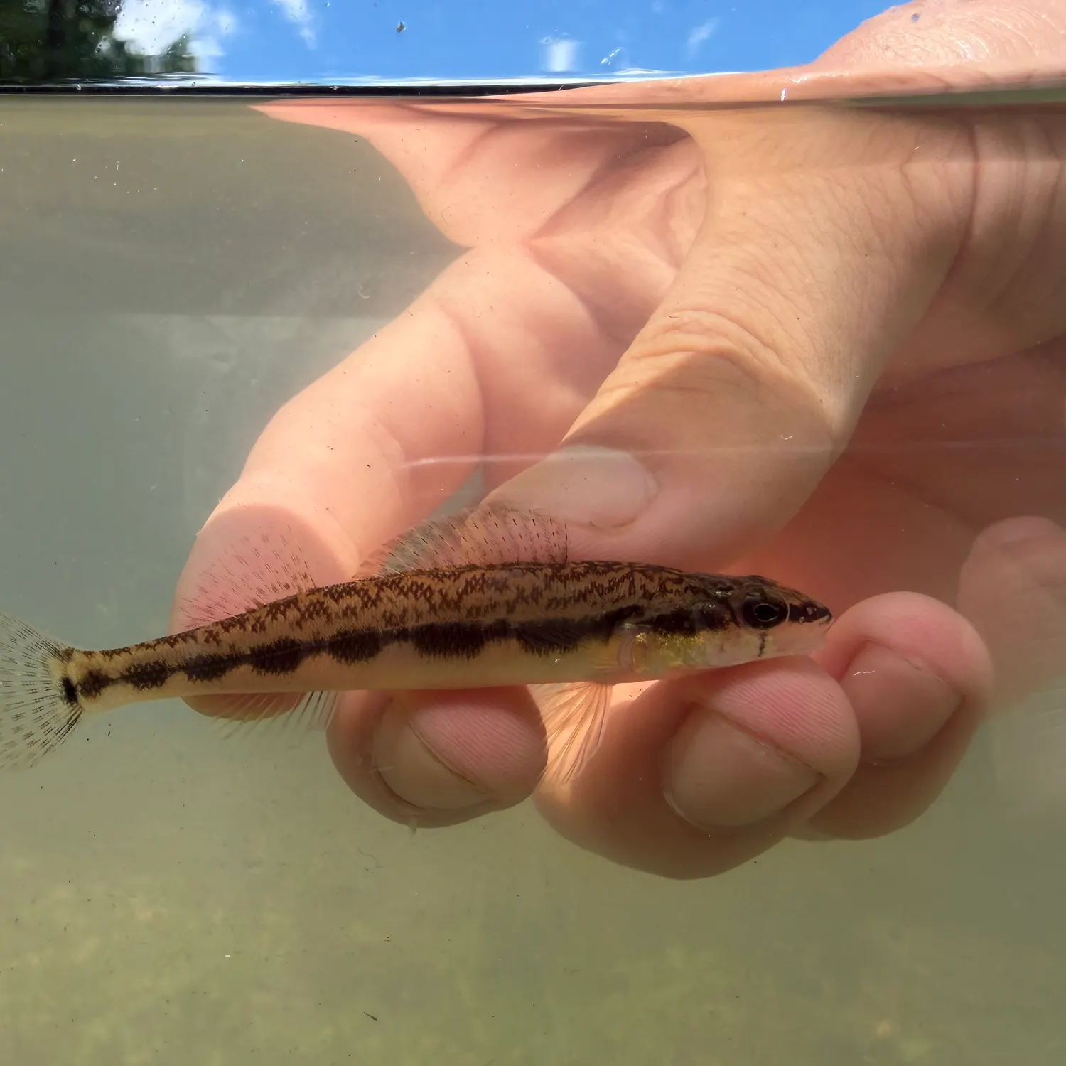 The most recent Blackside darter catches on Fishbrain