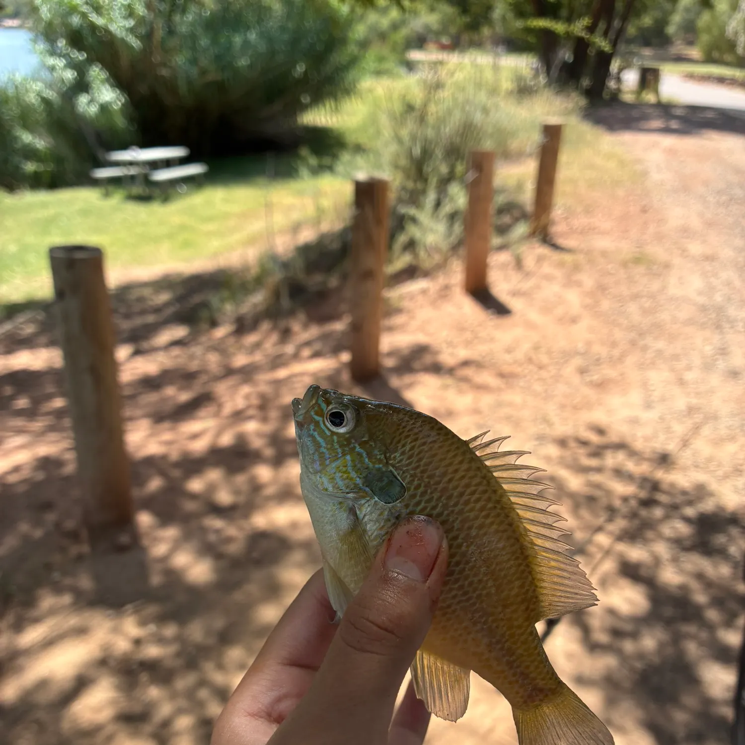 Longear sunfish caught on Fishbrain