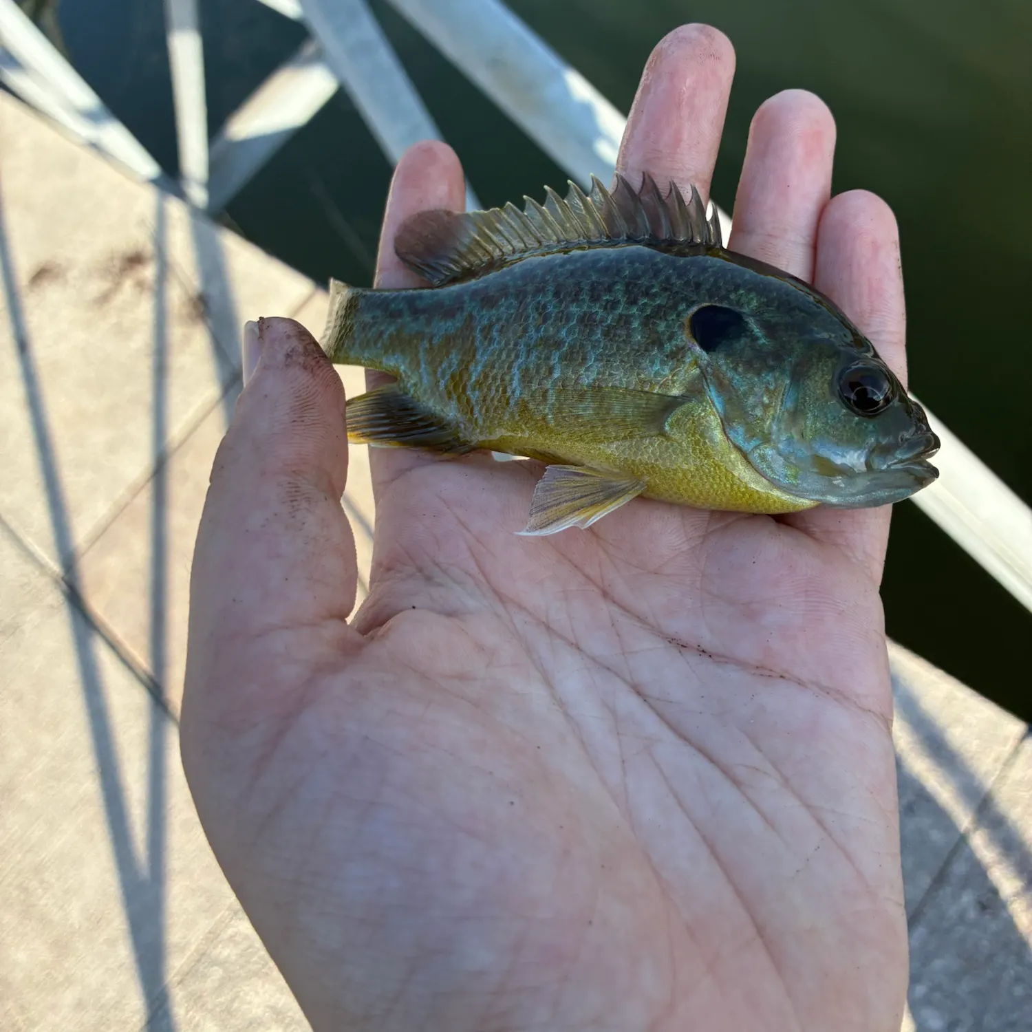 Greengill hybrid caught on Fishbrain