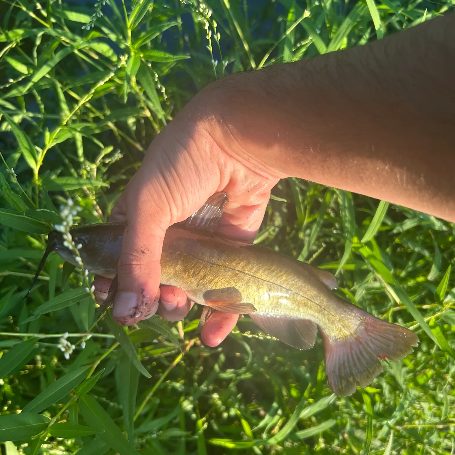 Brown bullhead caught on Fishbrain