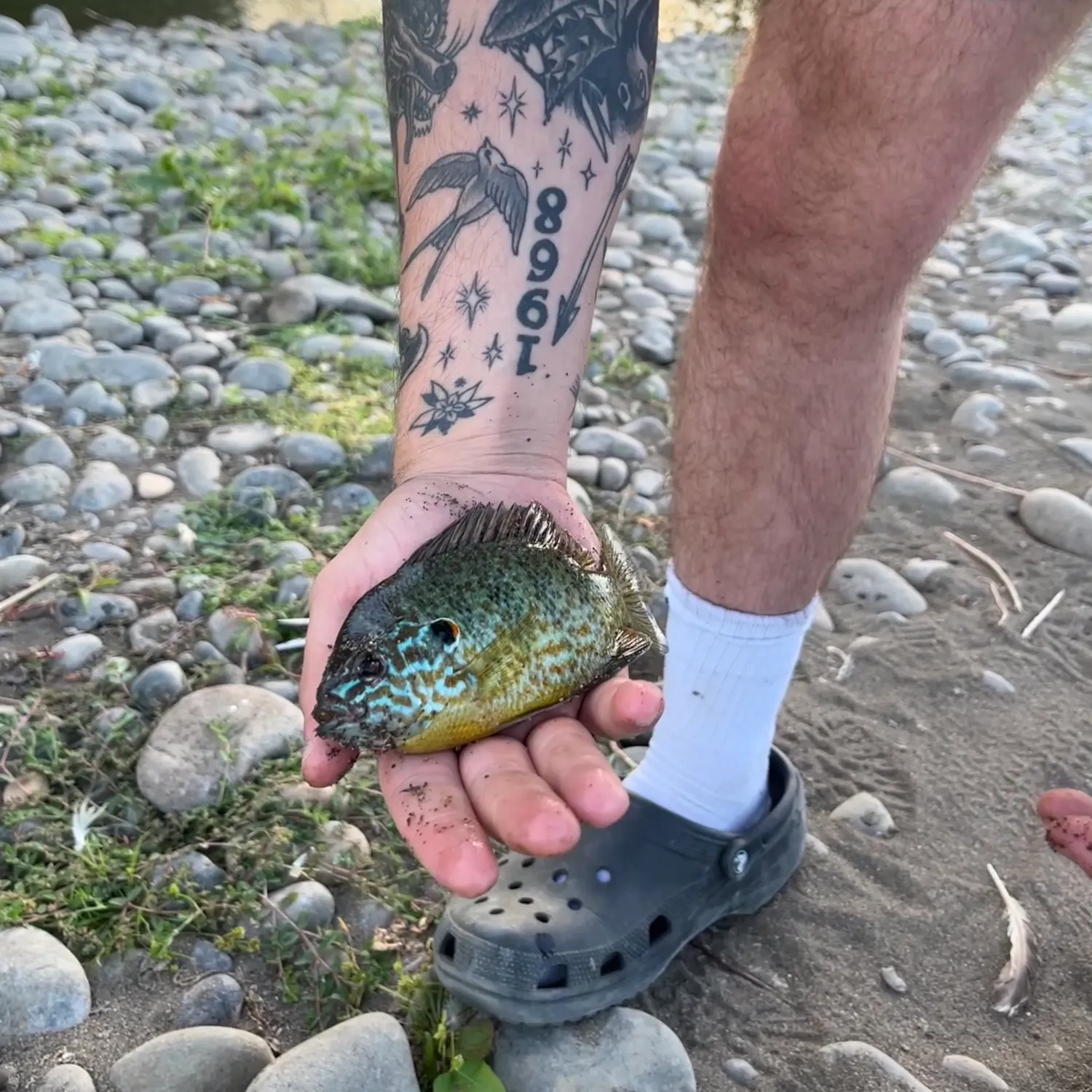 Pumpkinseed caught on Fishbrain
