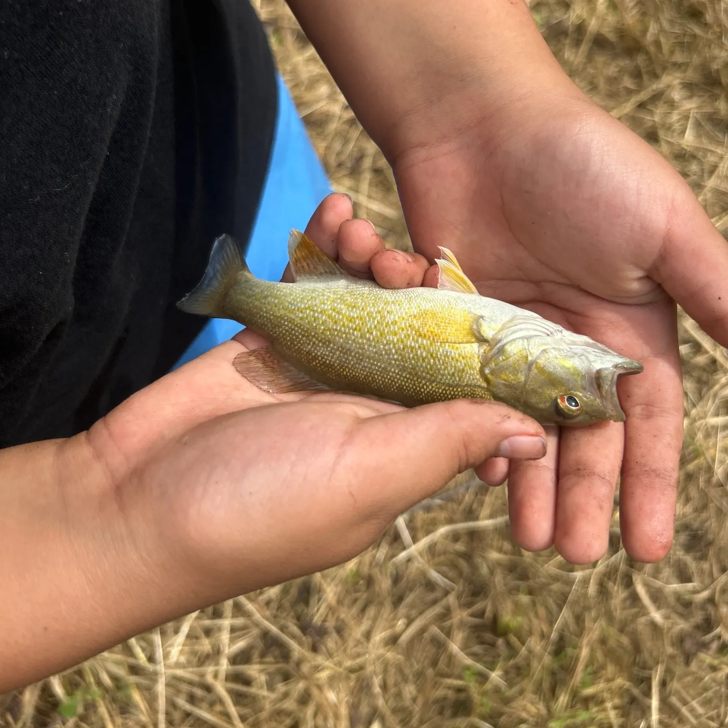 Hornyhead chub caught on Fishbrain