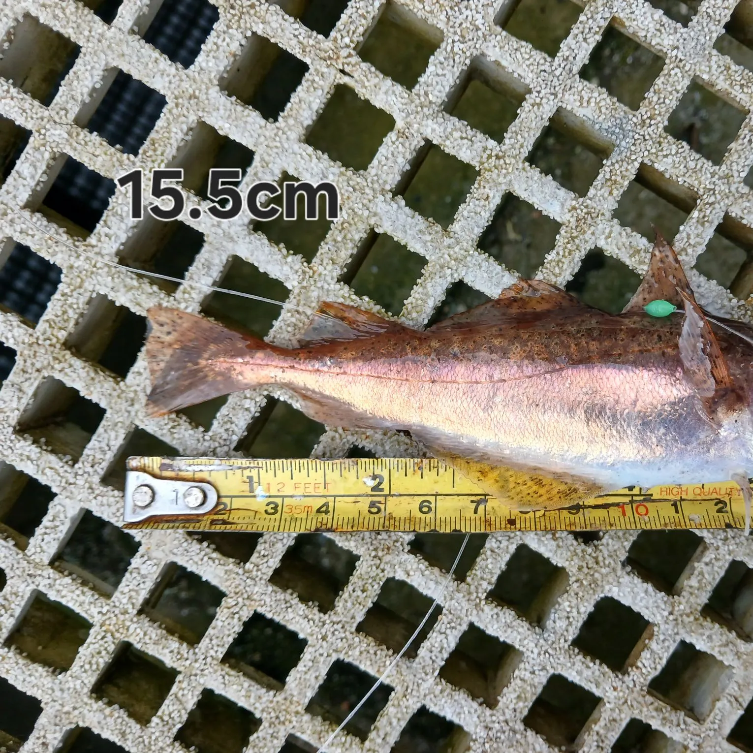 The most recent Poor cod catches on Fishbrain