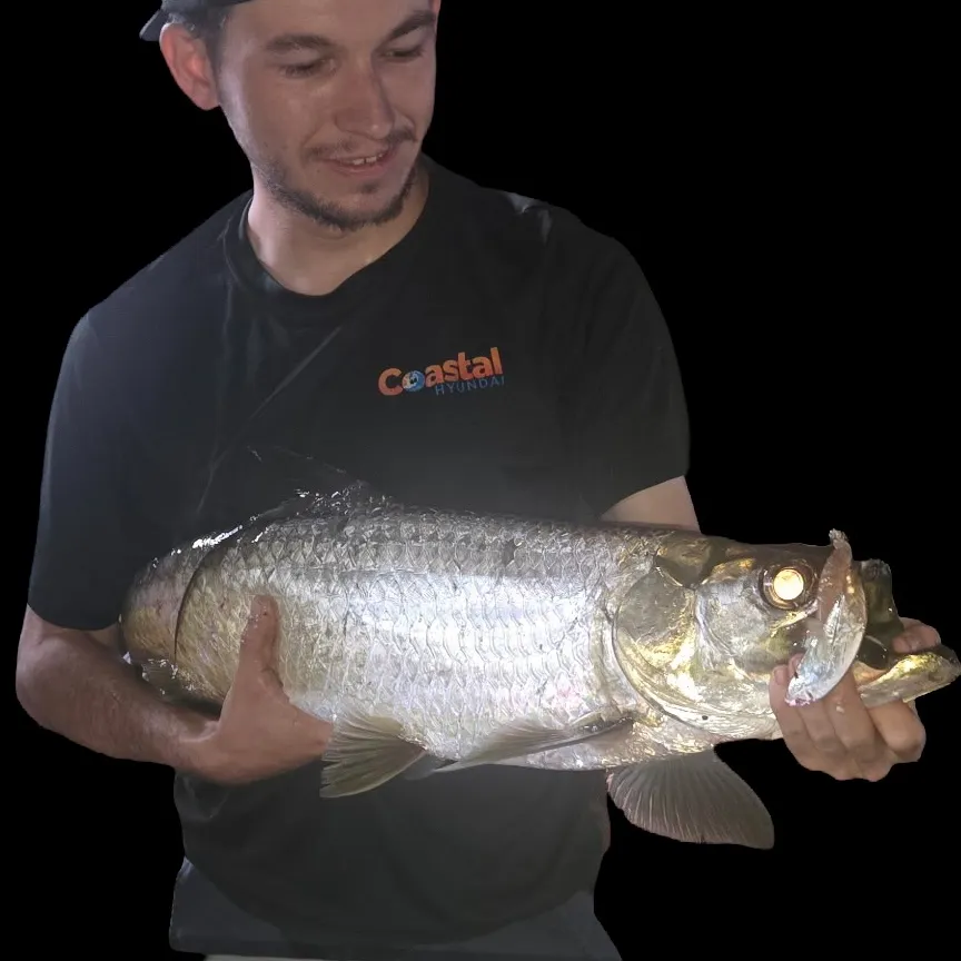 Tarpon caught on Fishbrain