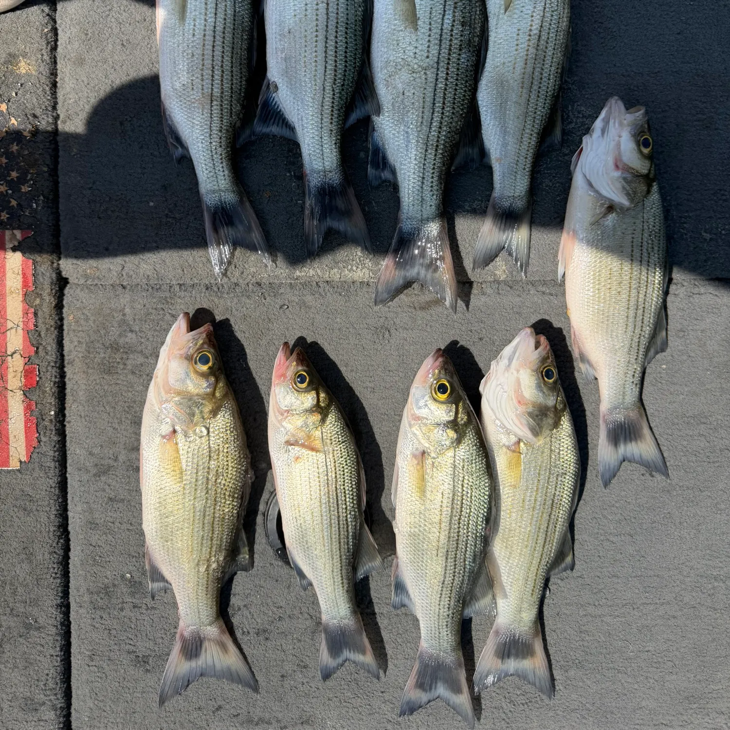 White bass caught on Fishbrain