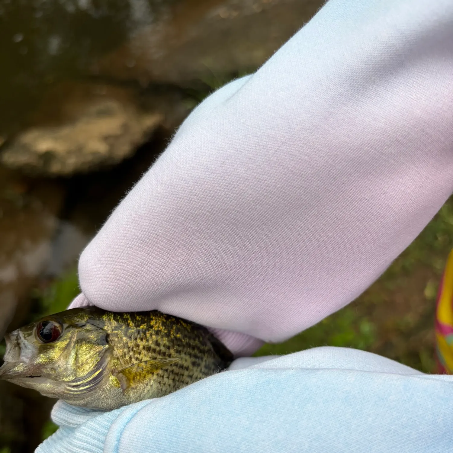 Rock bass caught on Fishbrain