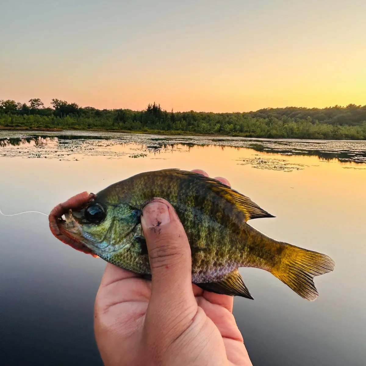 Bluegill caught on Fishbrain
